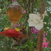 Red-crowned Woodpecker